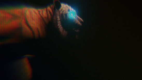 Botina - Tiger